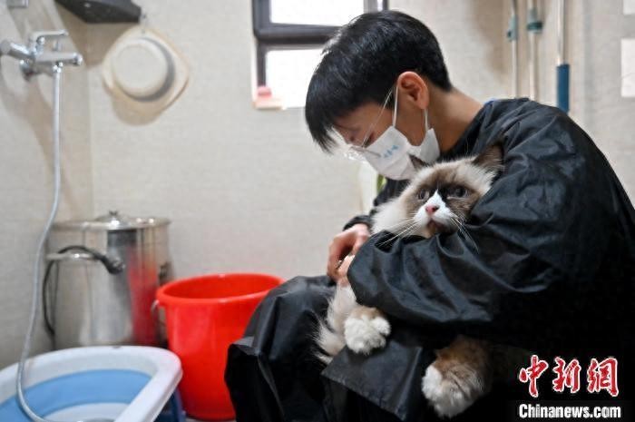广西南宁“上门洗猫”服务需求旺盛 在家里享受“萌宠”SPA”
